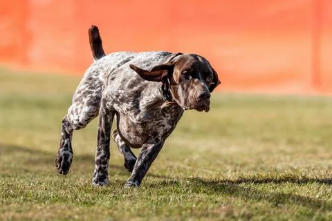 German Shorthaired Pointer Running Lure Course Sprint Dog Sport Stock Photos