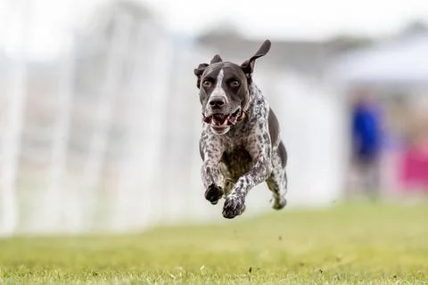 German Shorthaired Pointer Running Lure Course Sprint Dog Sport Stockfoto's