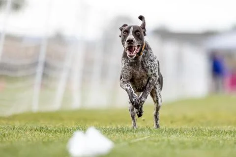 German Shorthaired Pointer Running Lure Course Sprint Dog Sport Stockfoto's