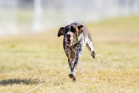 German Shorthaired Pointer Running Lure Course Sprint Dog Sport Stockfoto's