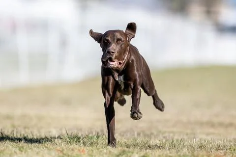 German Shorthaired Pointer Running Lure Course Sprint Dog Sport Stockfoto's