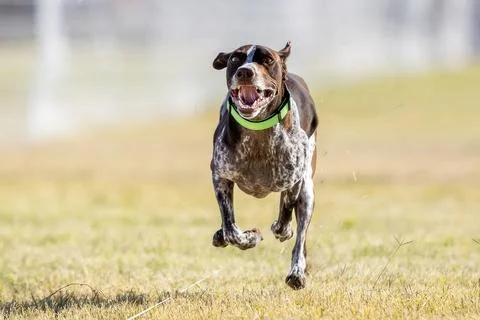 German Shorthaired Pointer Running Lure Course Sprint Dog Sport Stock Photos