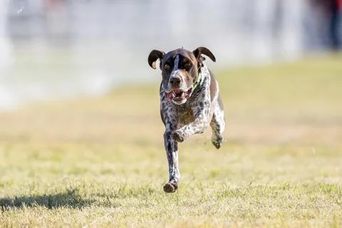 German Shorthaired Pointer Running Lure Course Sprint Dog Sport Stock Photos