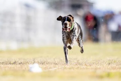 German Shorthaired Pointer Running Lure Course Sprint Dog Sport Stockfoto's