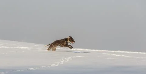 German shorthaired pointer running in  the snow Stock Photos