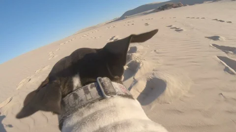 German shorthaired pointer runs though desert, point of view Stock Footage 118799557