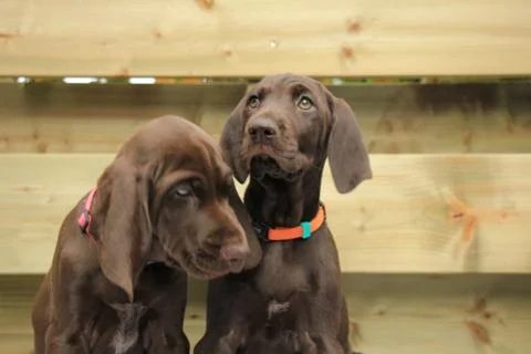 German Shorthaired Pointer Sisters Stock Photos