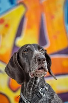 German Shorthaired Pointer sits on a sidewalk with a wall adorned with colorful Stock Photos