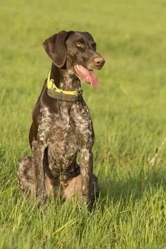 German shorthaired pointer sitting on a meadow Stock Photos