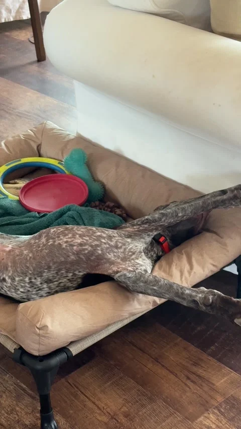 German Shorthaired Pointer Sleeps in Starfish Mode, Kingman, Arizona, USA - 21 J Stock Footage 343786150