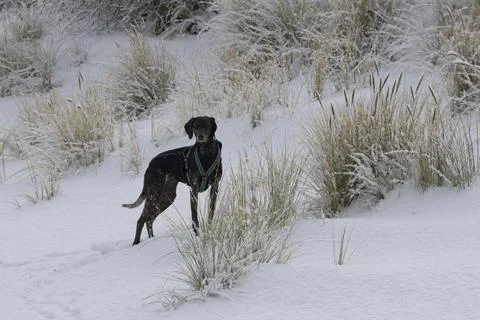 German shorthaired pointer on a snow covered sand dune Stock Photos