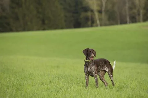 German shorthaired pointer standing on a green field Stock Photos