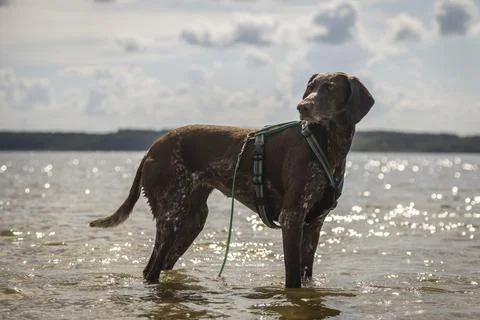 German shorthaired pointer standing in the water Stock Photos