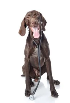 German Shorthaired Pointer with a stethoscope on his neck. looking at camera. Foto stock