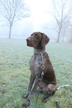 German Shorthaired Pointer two year old male, brown and white Stock Photos