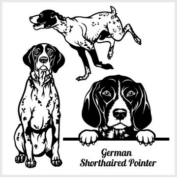 German Shorthaired Pointer - vector illustration for t-shirt, logo and template Stock Illustration