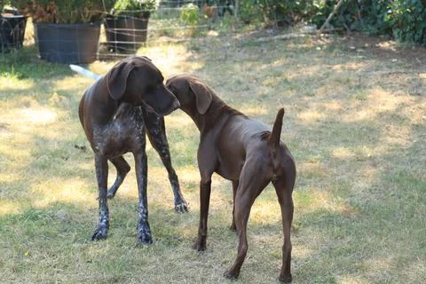 German Shorthaired Pointers, 4 year old male and 8 year old female. Stock Photos