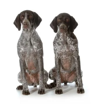 German shorthaired pointers Stock Photos