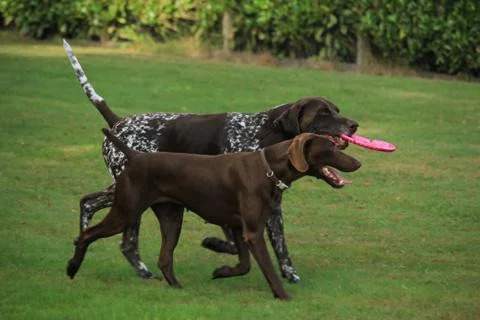 German Shorthaired Pointers, playing in a field Stock Photos