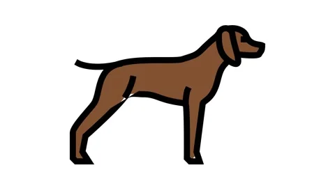 German shrothaired pointer dog color icon animation Stock Footage 164378162
