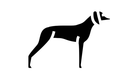 German shrothaired pointer dog glyph icon animation Stock Footage 164434089