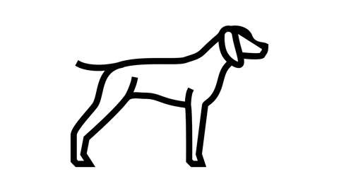 German shrothaired pointer dog line icon animation Stock Footage 164391661