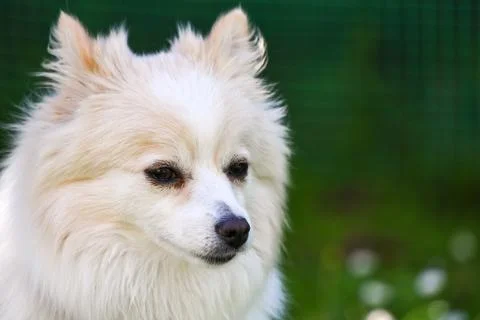 German Spitz Klein in a garden Stock Photos