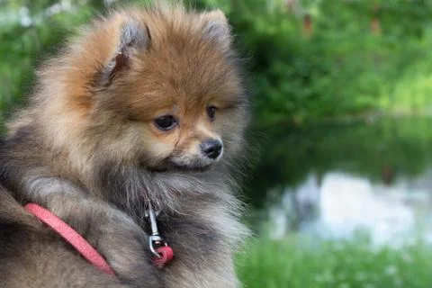 German spitz 스톡 사진