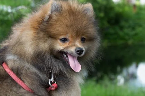 German spitz 스톡 사진