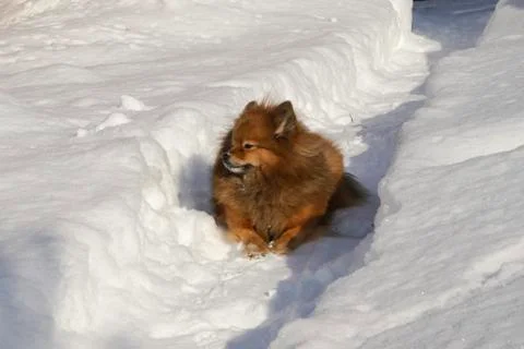German Spitz on the street in winter sneaks Stock Photos