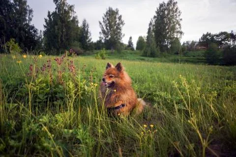 German Spitz at sunset Stock Photos