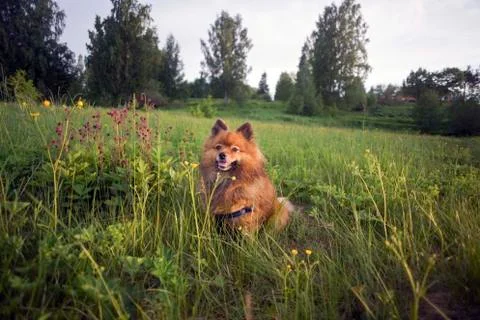 German Spitz at sunset Stock Photos