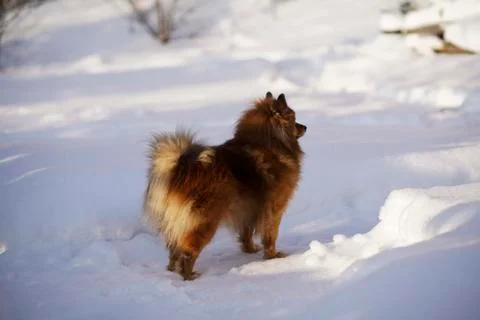 German Spitz at sunset Stock Photos