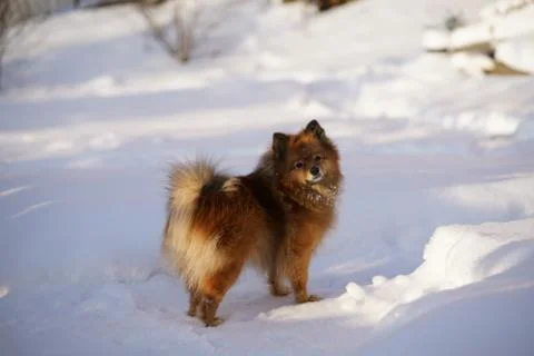German Spitz at sunset Stock Photos