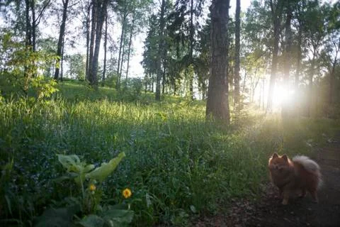 German Spitz at sunset in the summer Stock Photos