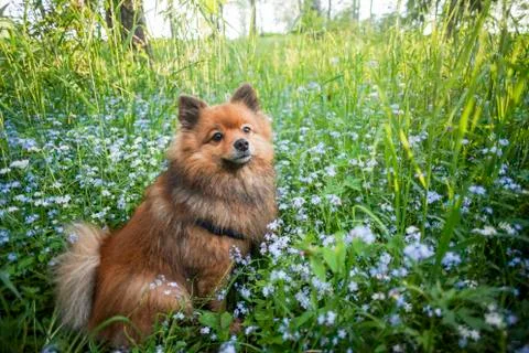 German Spitz at sunset in the summer Stock Photos
