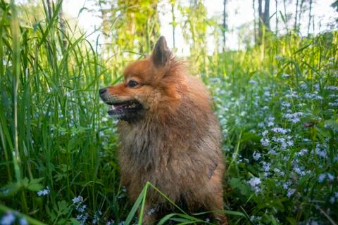 German Spitz at sunset in the summer Stock Photos