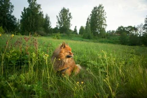 German Spitz at sunset in the summer Stock Photos