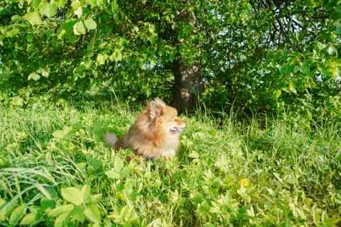 German Spitz at sunset in the summer Stock Photos