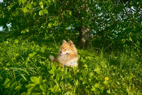 German Spitz at sunset in the summer Stock Photos