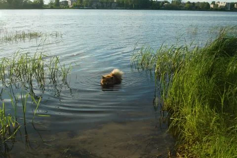 German Spitz at sunset in the summer Stock Photos