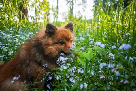 German Spitz at sunset in the summer Stock Photos