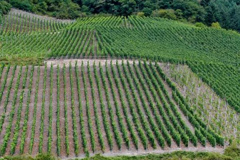 German vineyard on mountain Stock Photos