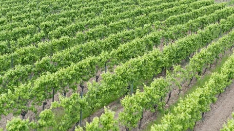 German Vineyards Видео 110749311