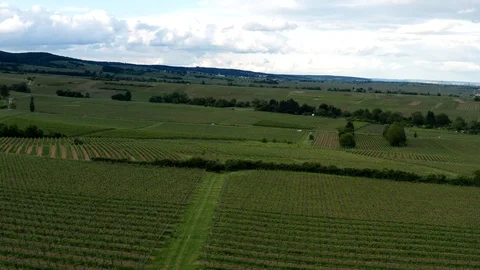 German Vineyards Видео 110750117