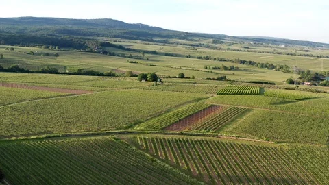 German Vineyards 動画素材 110760406