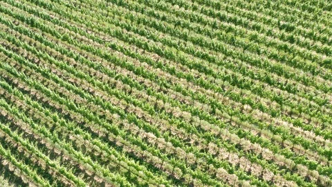 German Vineyards 動画素材 111209380