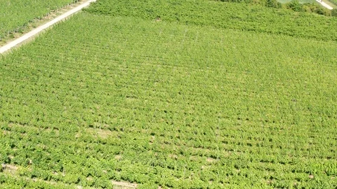 German Vineyards 動画素材 111209450