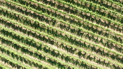 German Vineyards 動画素材 111209508