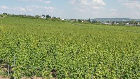 German Vineyards 動画素材 111210435